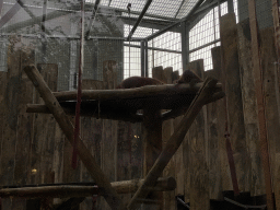 Orangutan and young Orangutan at the Orihuis building at the Ouwehands Dierenpark zoo