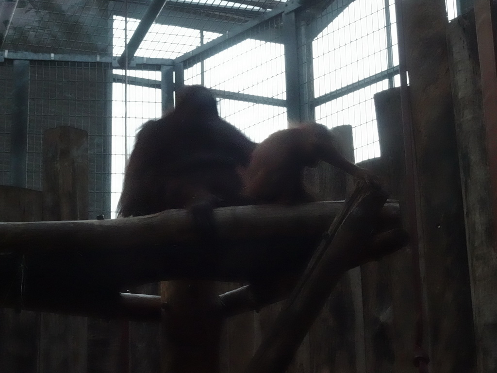 Orangutan and young Orangutan at the Orihuis building at the Ouwehands Dierenpark zoo