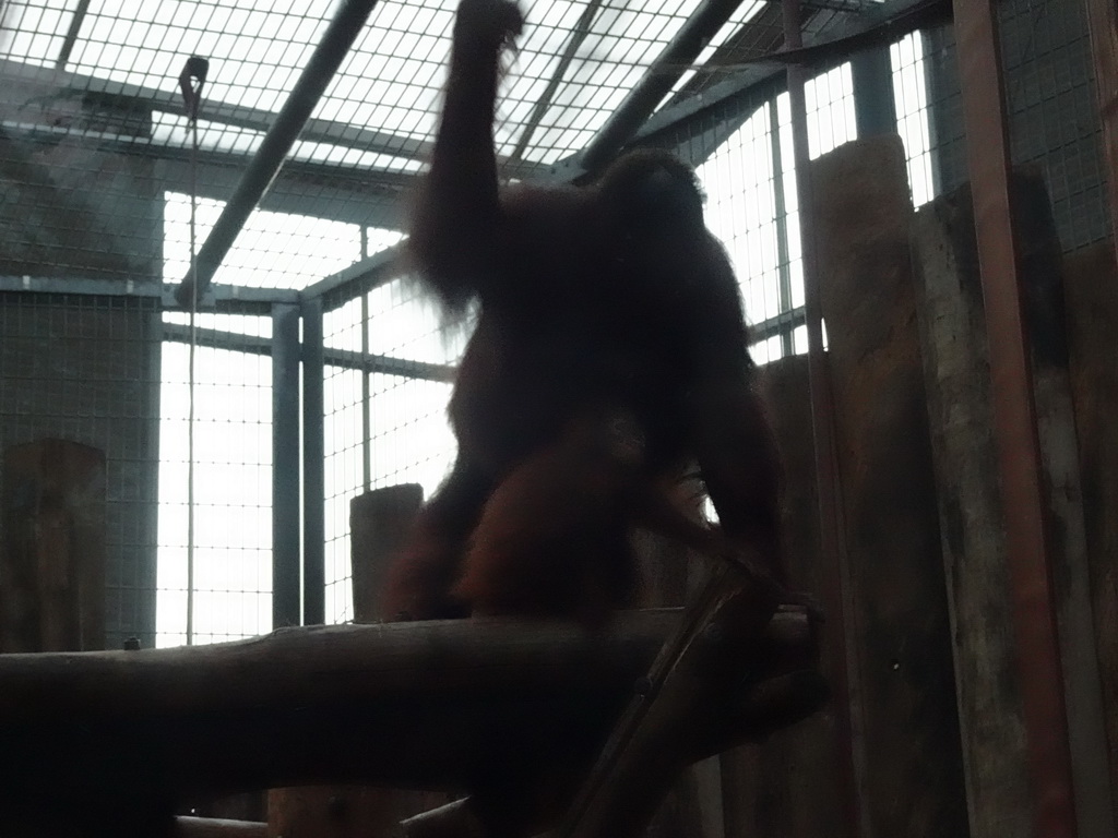 Orangutan and young Orangutan at the Orihuis building at the Ouwehands Dierenpark zoo