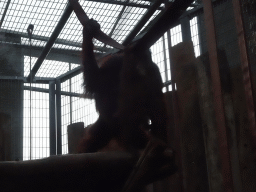 Orangutan and young Orangutan at the Orihuis building at the Ouwehands Dierenpark zoo