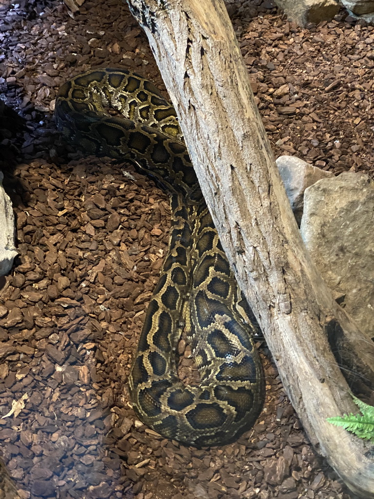 Python at the Orihuis building at the Ouwehands Dierenpark zoo