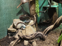 Python at the Orihuis building at the Ouwehands Dierenpark zoo