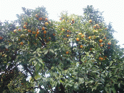 Orange tree at the Palatine Hill