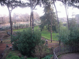 Trees at the Palatine Hill