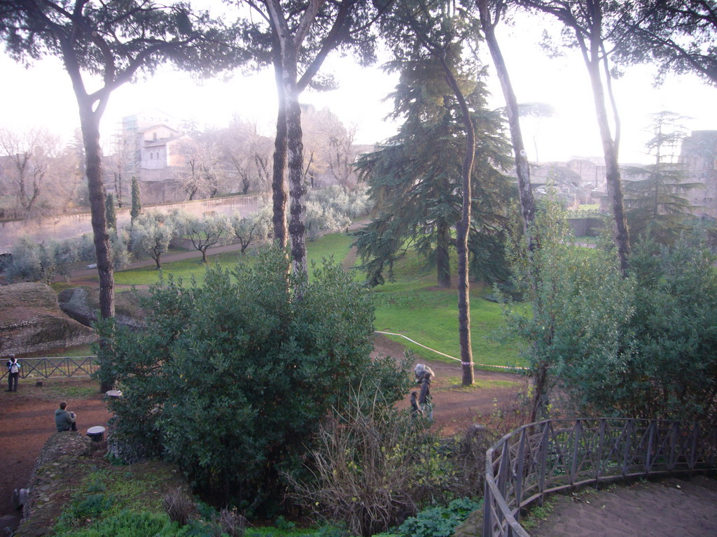 Trees at the Palatine Hill