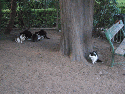 Cats at the Palatine Hill