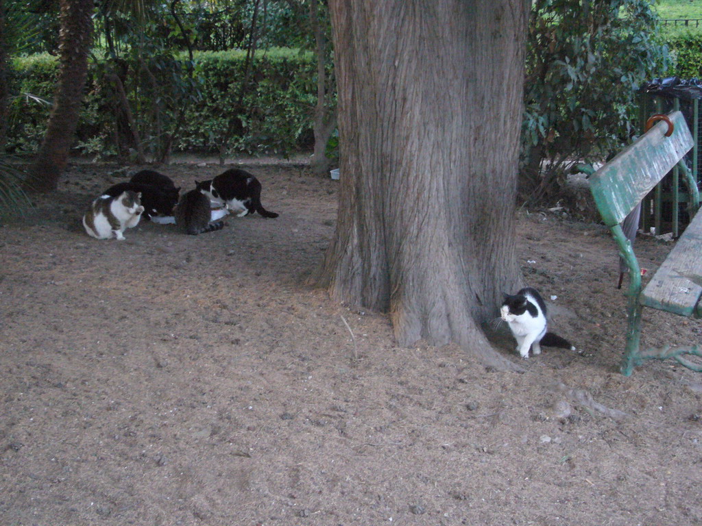 Cats at the Palatine Hill