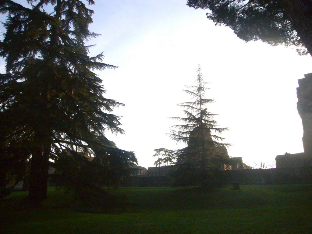 Trees at the Palatine Hill