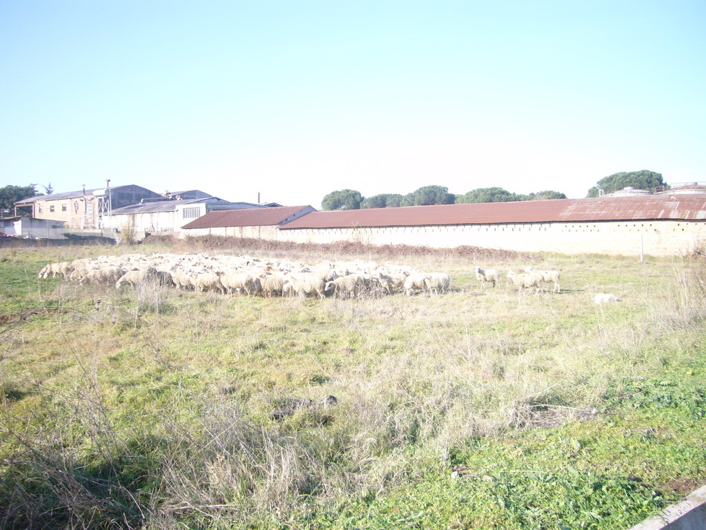 Sheep in a grassland next to our hotel `Hotel Eurostars Roma Congress`