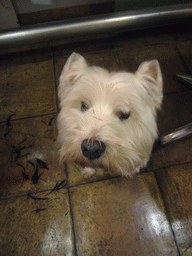 Dog in a barber shop in the city center