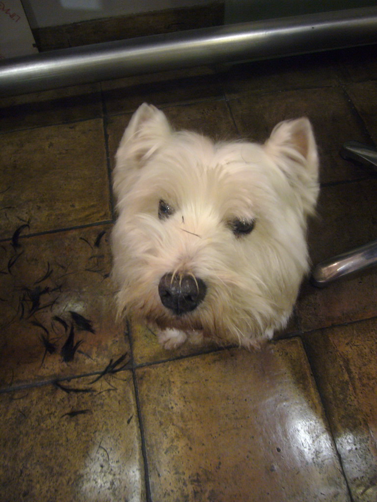 Dog in a barber shop in the city center