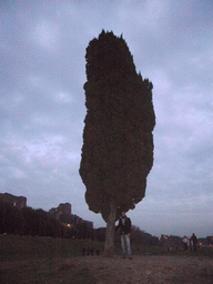 Tim with a tree at Circus Maximus, and the Domus Severiana at the Palatine Hill