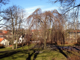 Trees at the west side of the Byparken park
