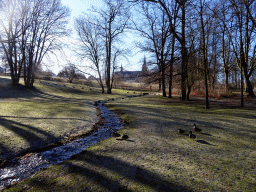 Creek with ducks at the Byparken park and the Roskilde Cathedral