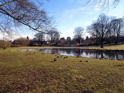 Pond with ducks at the Byparken park