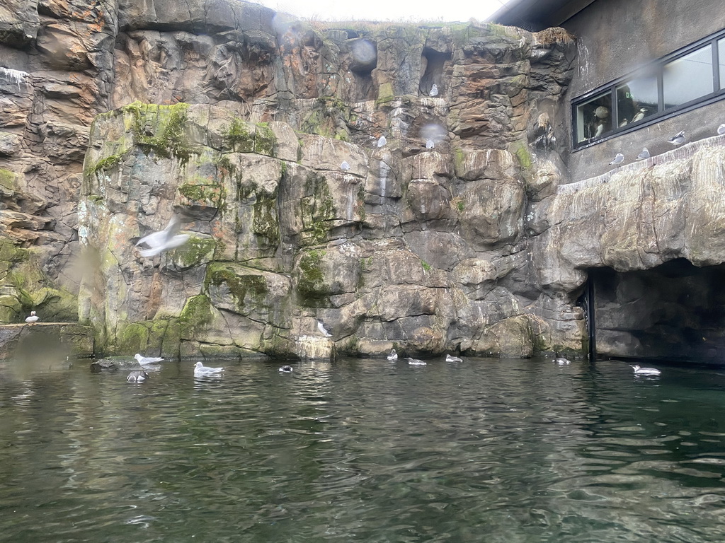 Auks at the Bass Rock section at the Oceanium at the Diergaarde Blijdorp zoo