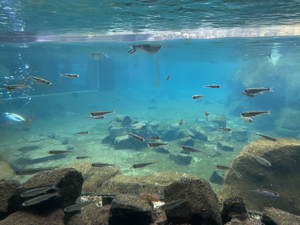 Auks and fishes at the Bass Rock section at the Oceanium at the Diergaarde Blijdorp zoo