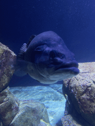 Fish at the Oceanium at the Diergaarde Blijdorp zoo