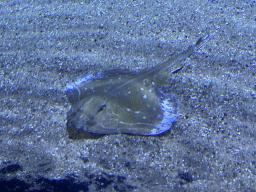 Stingray at the Oceanium at the Diergaarde Blijdorp zoo