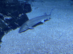 Sturgeon at the Oceanium at the Diergaarde Blijdorp zoo