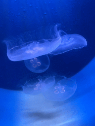 Moon Jellyfishes at the Oceanium at the Diergaarde Blijdorp zoo