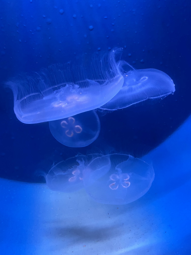 Moon Jellyfishes at the Oceanium at the Diergaarde Blijdorp zoo