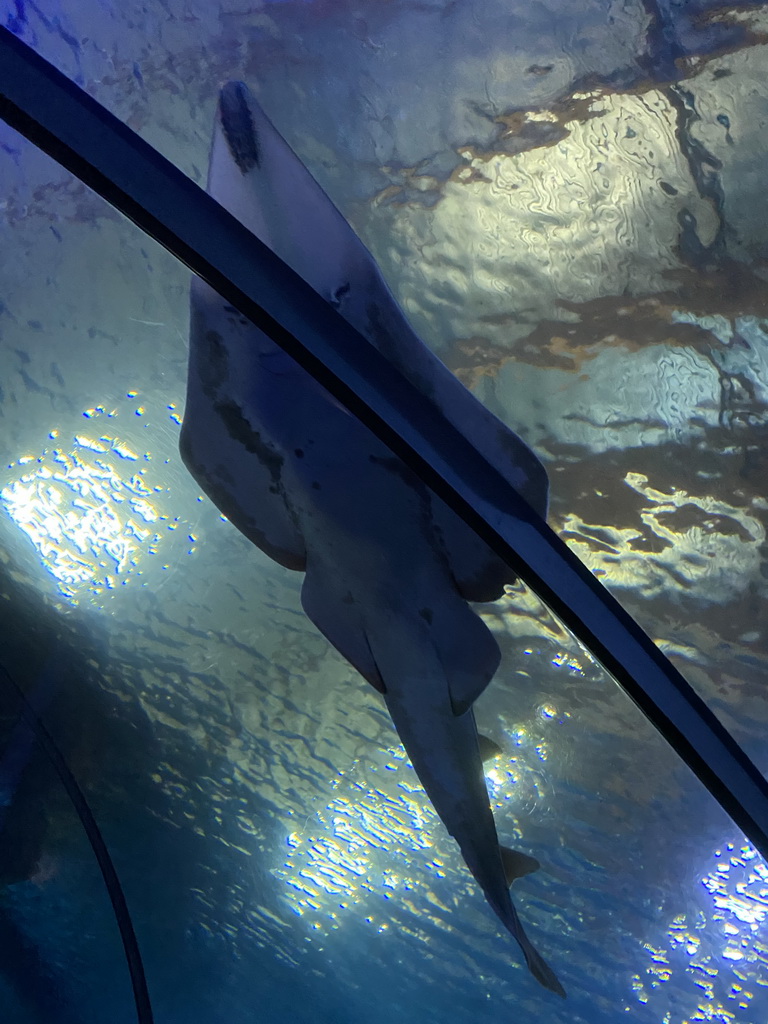 Shark at the Shark Tunnel at the Oceanium at the Diergaarde Blijdorp zoo