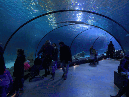 Shark Tunnel at the Oceanium at the Diergaarde Blijdorp zoo