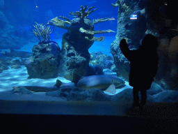 Max with a Shark at the Oceanium at the Diergaarde Blijdorp zoo