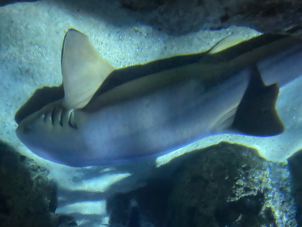 Shark at the Oceanium at the Diergaarde Blijdorp zoo