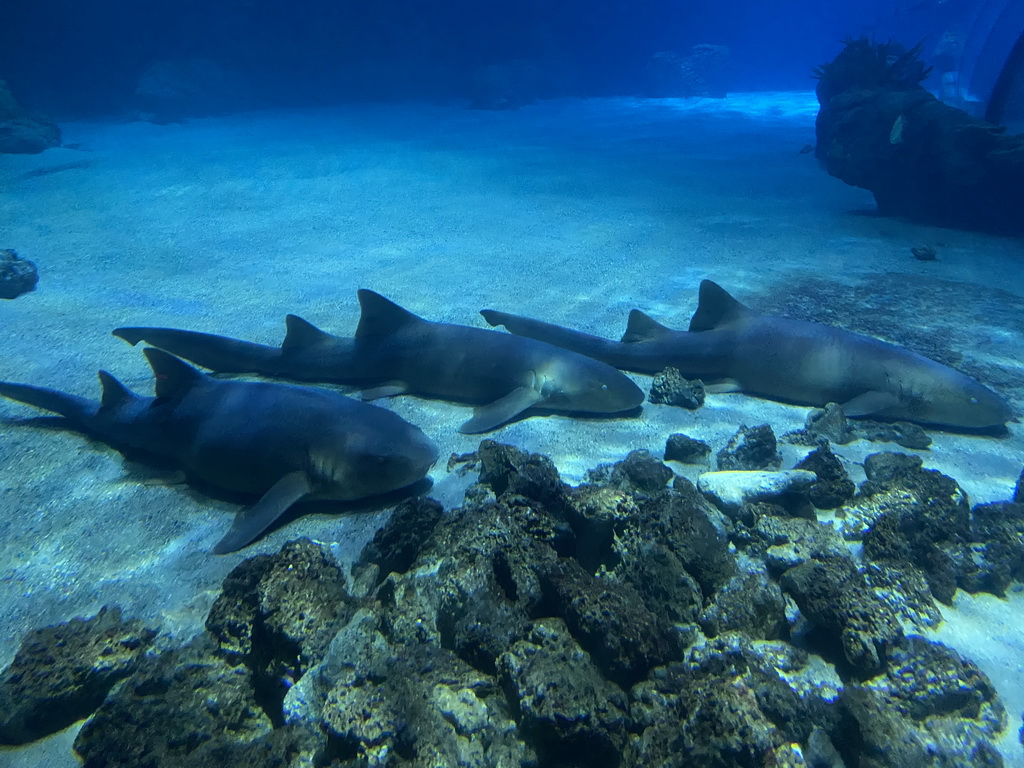 Sharks at the Oceanium at the Diergaarde Blijdorp zoo