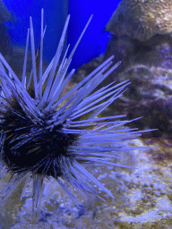 Sea Urchin at the Laboratory at the Oceanium at the Diergaarde Blijdorp zoo