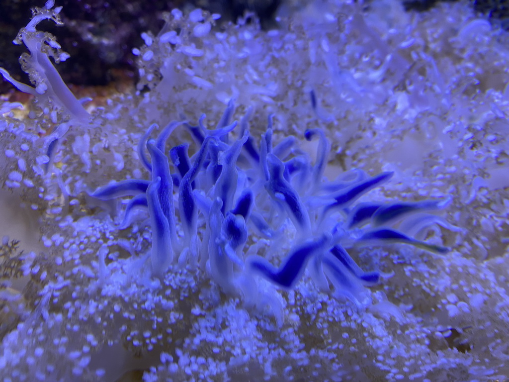 Sea anemone at the Laboratory at the Oceanium at the Diergaarde Blijdorp zoo