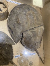 Stuffed Horseshoe Crab at the Laboratory at the Oceanium at the Diergaarde Blijdorp zoo