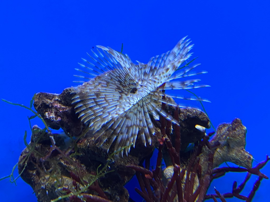 Sea Urchin at the Laboratory at the Oceanium at the Diergaarde Blijdorp zoo