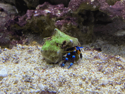 Hermit Crab at the Laboratory at the Oceanium at the Diergaarde Blijdorp zoo