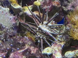 Sea Urchin at the Laboratory at the Oceanium at the Diergaarde Blijdorp zoo