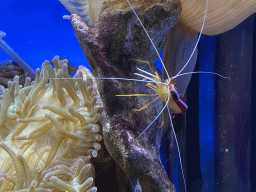 Cleaner Shrimp at the Laboratory at the Oceanium at the Diergaarde Blijdorp zoo