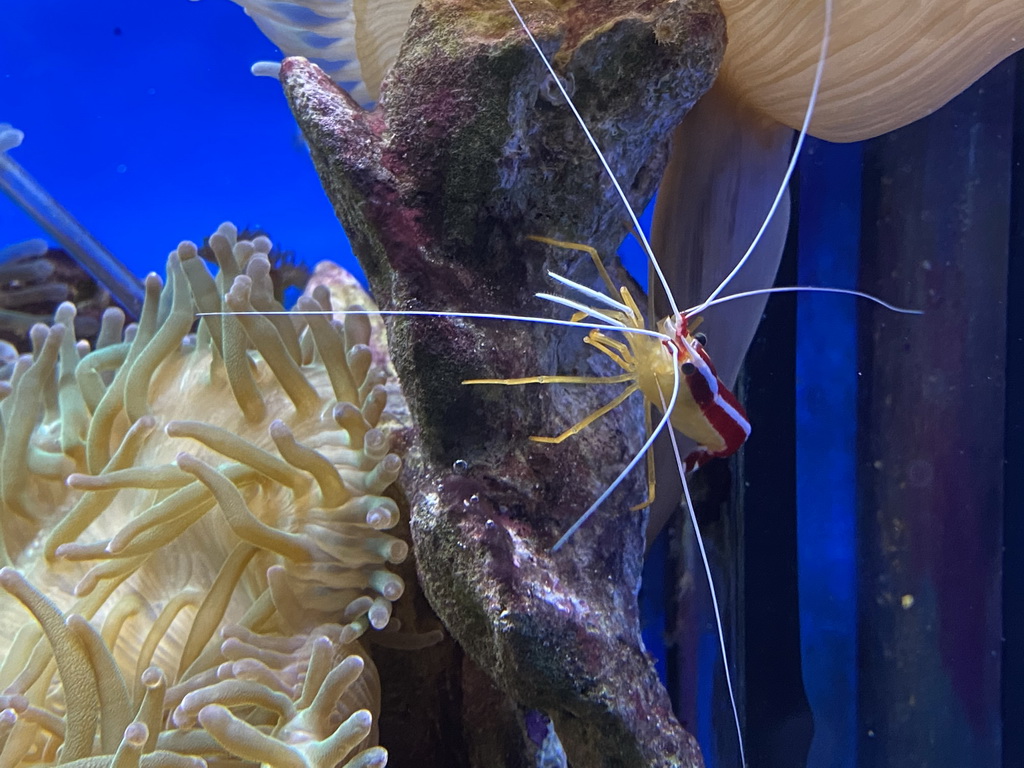 Cleaner Shrimp at the Laboratory at the Oceanium at the Diergaarde Blijdorp zoo