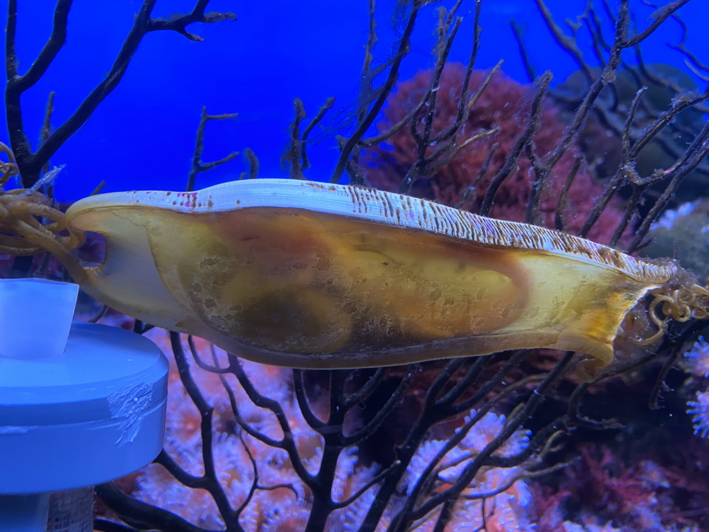 Shark egg at the Laboratory at the Oceanium at the Diergaarde Blijdorp zoo