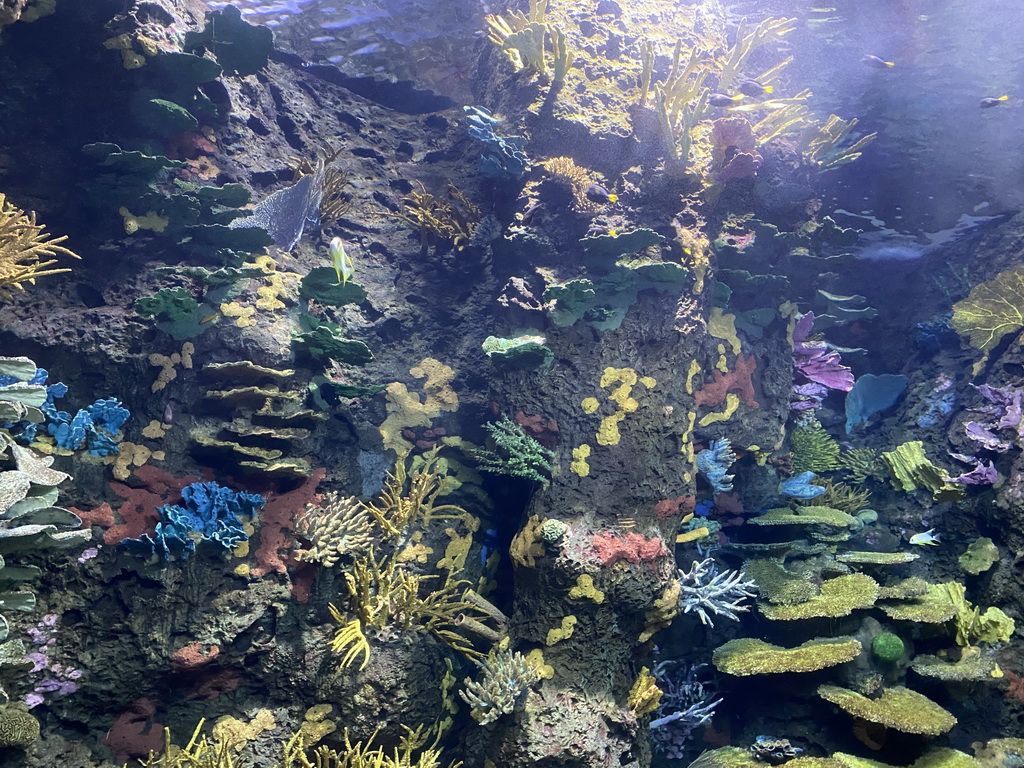 Fishes and coral at the Great Barrier Reef section at the Oceanium at the Diergaarde Blijdorp zoo