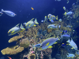 Fishes and coral at the Great Barrier Reef section at the Oceanium at the Diergaarde Blijdorp zoo