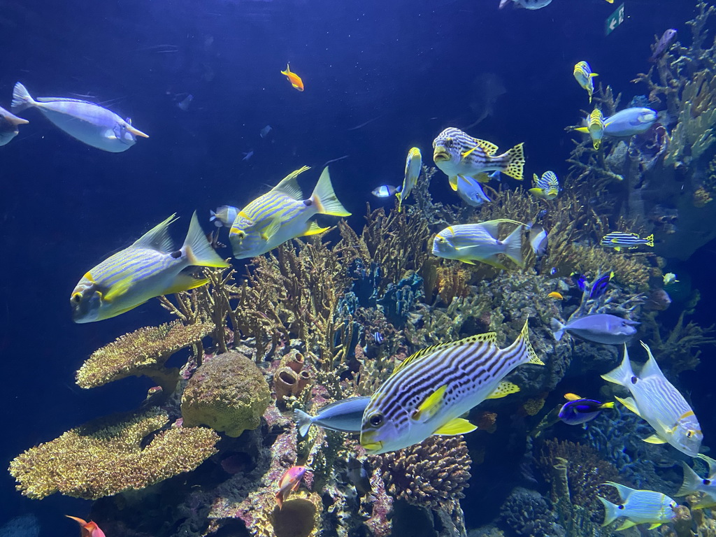 Fishes and coral at the Great Barrier Reef section at the Oceanium at the Diergaarde Blijdorp zoo