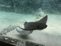 Cownose Rays and other fish at the Caribbean Sand Beach section at the Oceanium at the Diergaarde Blijdorp zoo