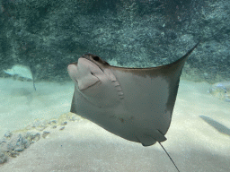 Cownose Ray and other fishes at the Caribbean Sand Beach section at the Oceanium at the Diergaarde Blijdorp zoo