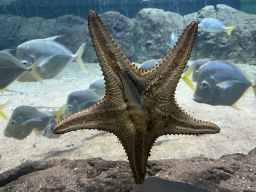 Starfish and fishes at the Caribbean Sand Beach section at the Oceanium at the Diergaarde Blijdorp zoo