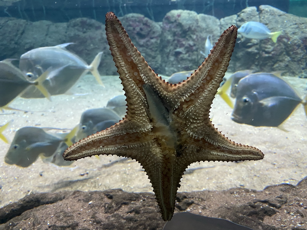 Starfish and fishes at the Caribbean Sand Beach section at the Oceanium at the Diergaarde Blijdorp zoo