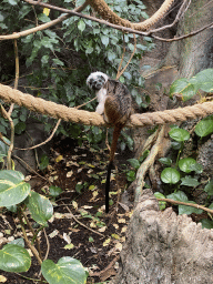 Cotton-top Tamarins at the Oceanium at the Diergaarde Blijdorp zoo
