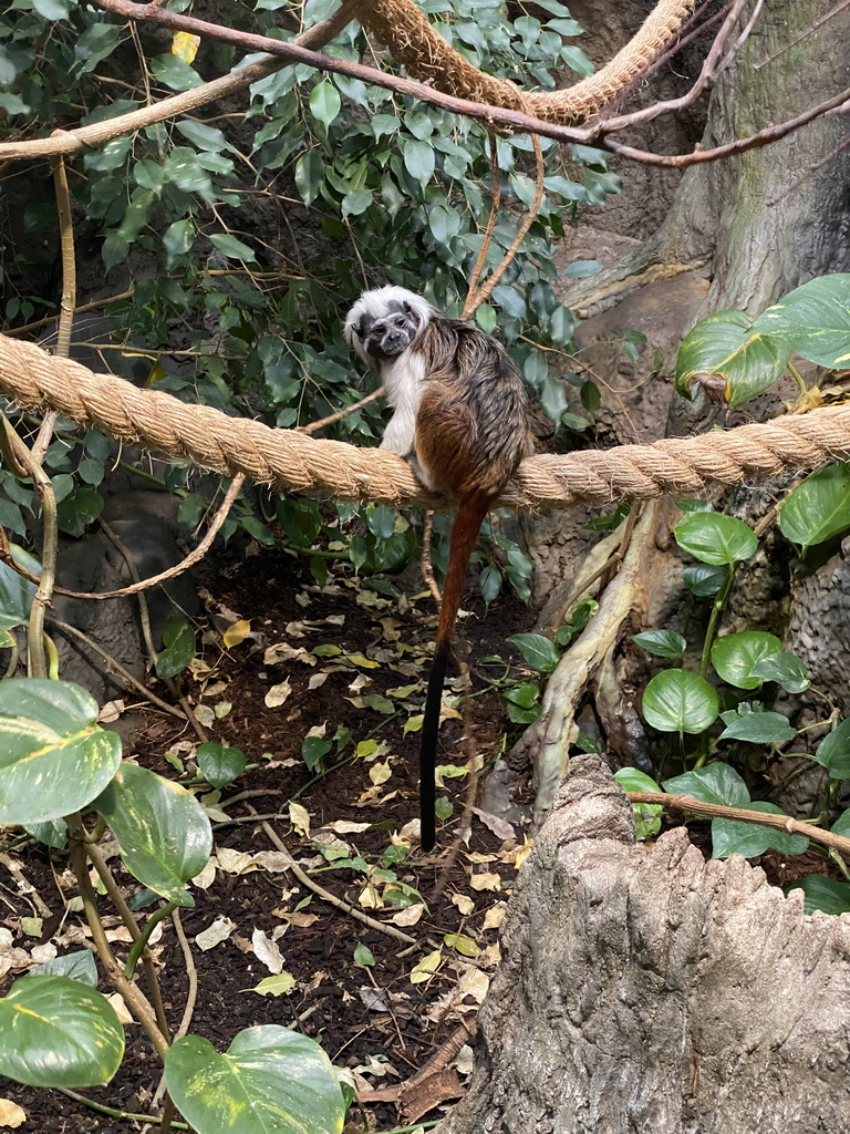 Cotton-top Tamarins at the Oceanium at the Diergaarde Blijdorp zoo