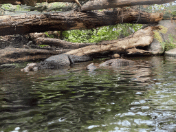 Cuvier`s Dwarf Caiman at the Oceanium at the Diergaarde Blijdorp zoo